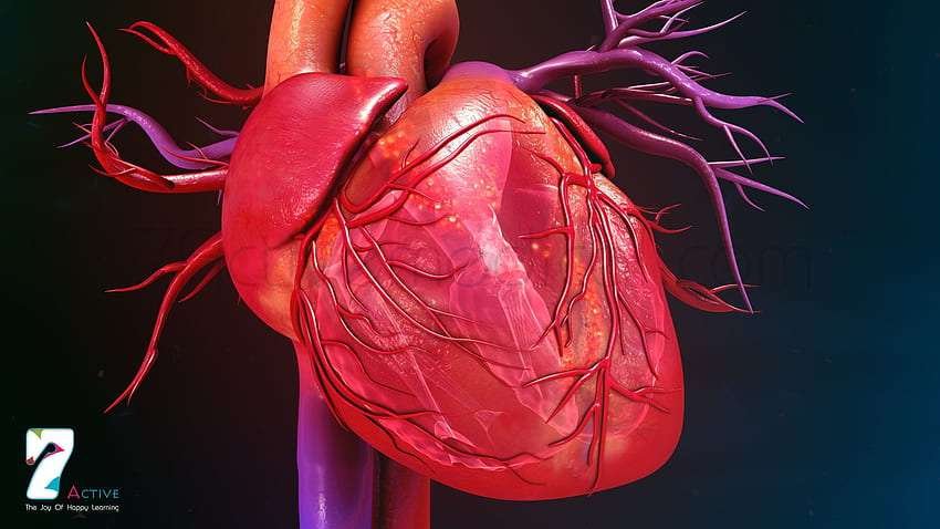 desktop wallpaper cardiology cardiologist